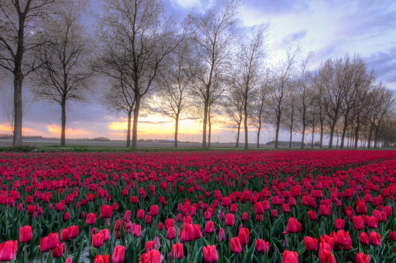 Rows of red tulips stretching towards a line of bare trees at sunrise