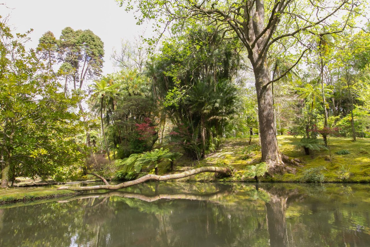 Tall trees reflected in the still water of a park pond
