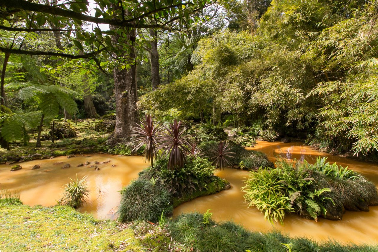 A lush garden of ferns and trees around a shallow stream